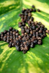 Black Pepper Corns