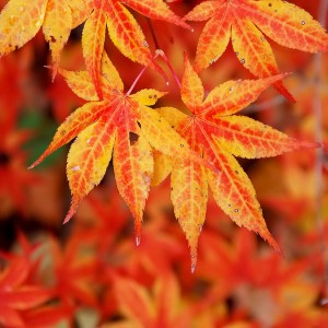 fall