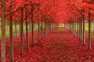 fall_trees